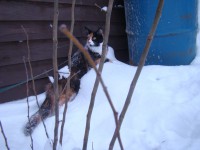 /album/fotogaleria-grace-gina-hairy-majesty-cz/dsc01756-jpg/