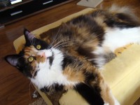 /album/fotogaleria-grace-gina-hairy-majesty-cz/dsc01969-jpg/